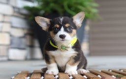 Welsh Corgi Pembroke dogs for sale: Bruno - Image 4