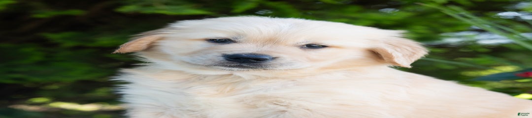 Hank