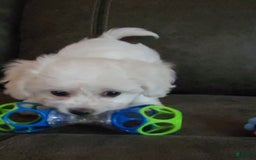 Cavachon dogs for sale: Justice - Image 3