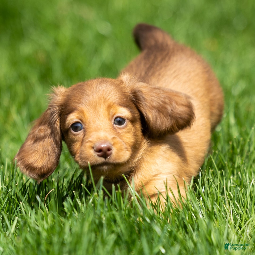 Miniature Dachshund dogs for sale: Crystal - Image 4