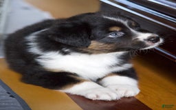 Australian Shepherd dogs for sale: Mango - Image 2