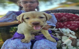 Labrador Retriever dogs for sale: Aiden - Image 3