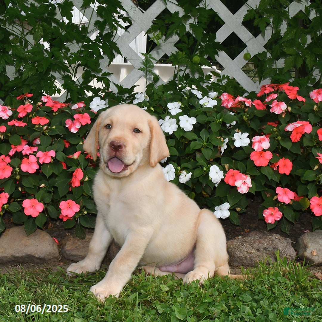Labrador Retriever dogs for sale: Labrador Retriever 9 puppies - Image 3