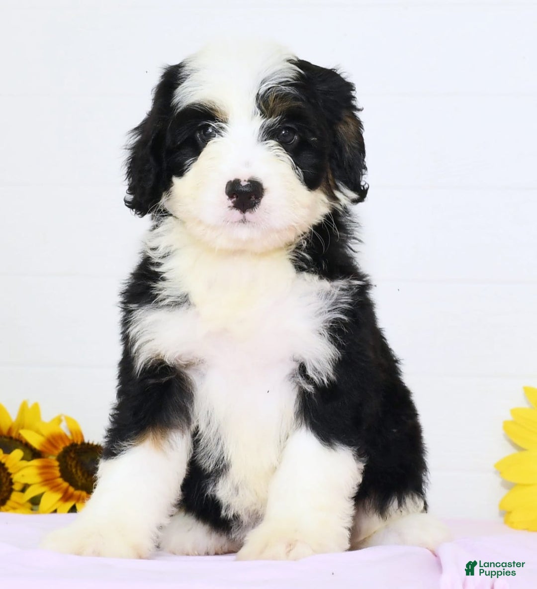 Mini Bernedoodle dogs for sale: Elsa - Image 2