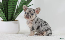 French Bulldog dogs for sale: Garth - Image 3