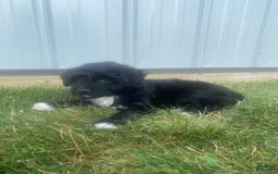 Mini Aussiedoodle dogs for sale: Rowdy - Image 10