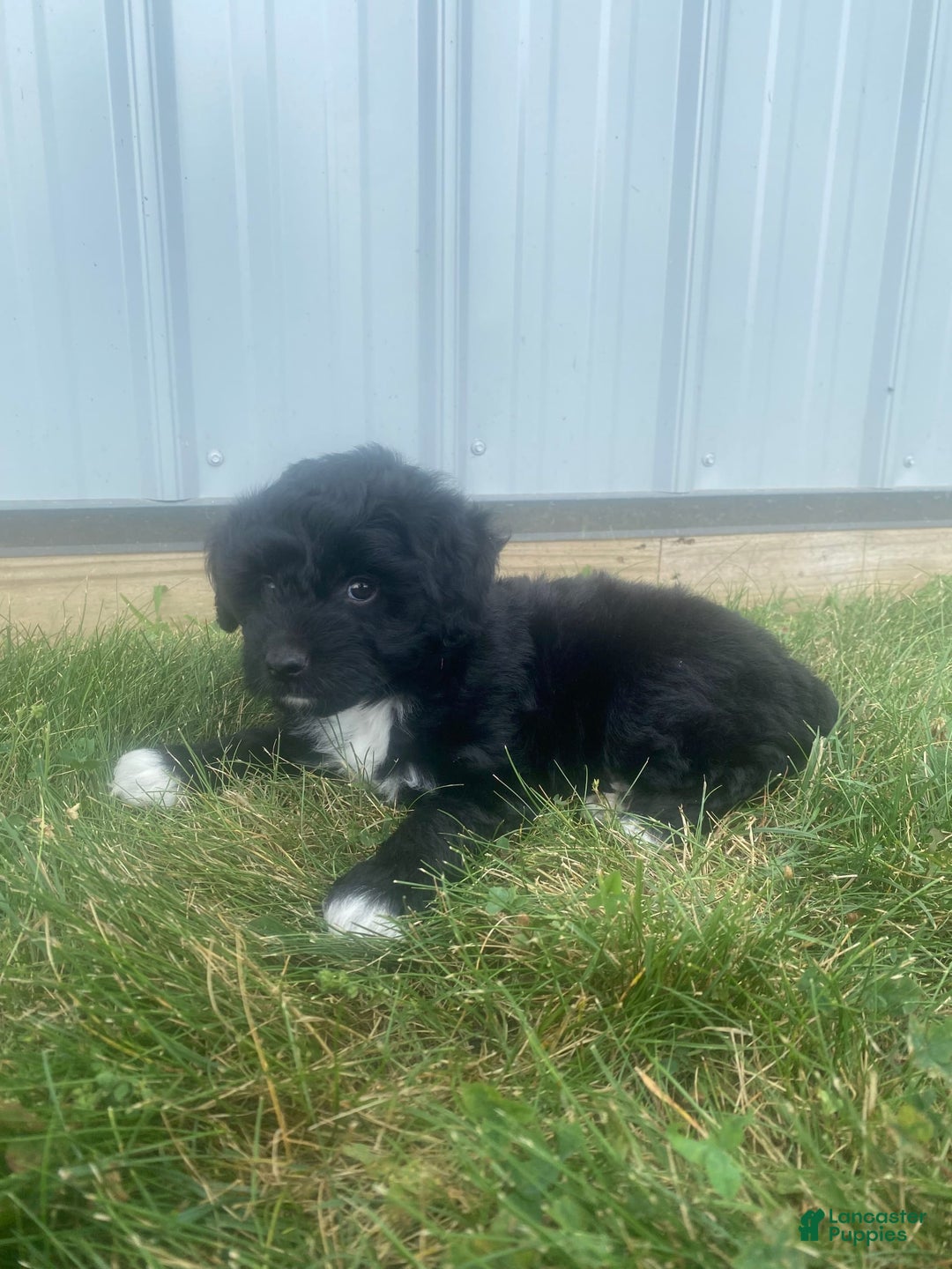 Mini Aussiedoodle dogs for sale: Rowdy - Image 10