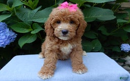 Mini Goldendoodle dogs for sale: Janice - Image 3