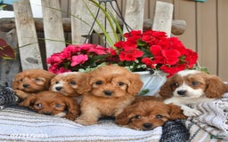 Cavapoo dogs for sale: Dallas - Image 4