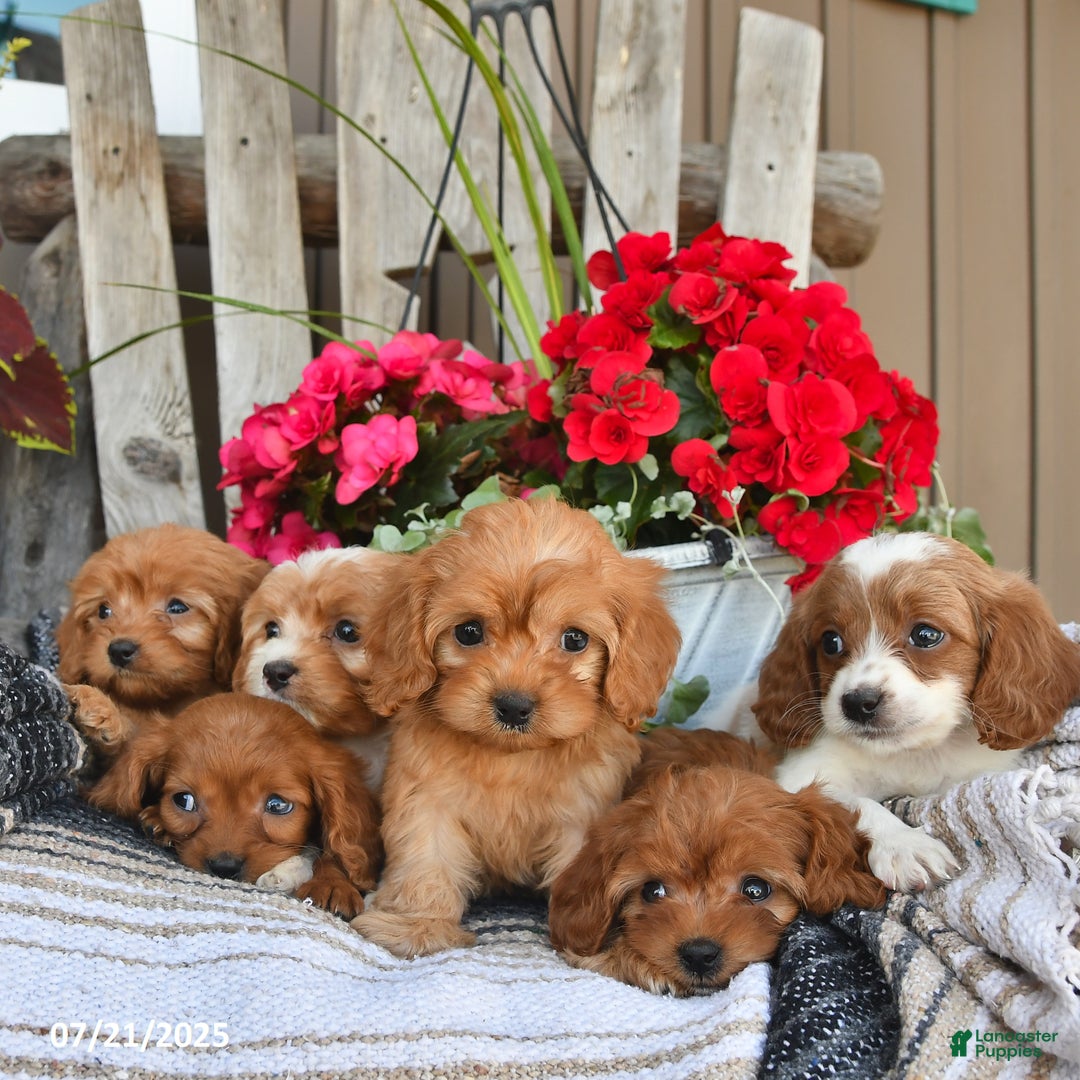 Cavapoo dogs for sale: Dallas - Image 4