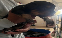 Bernese Mountain Dog dogs for sale: Champ - Image 2