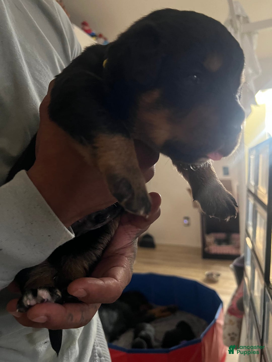 Bernese Mountain Dog dogs for sale: Champ - Image 2