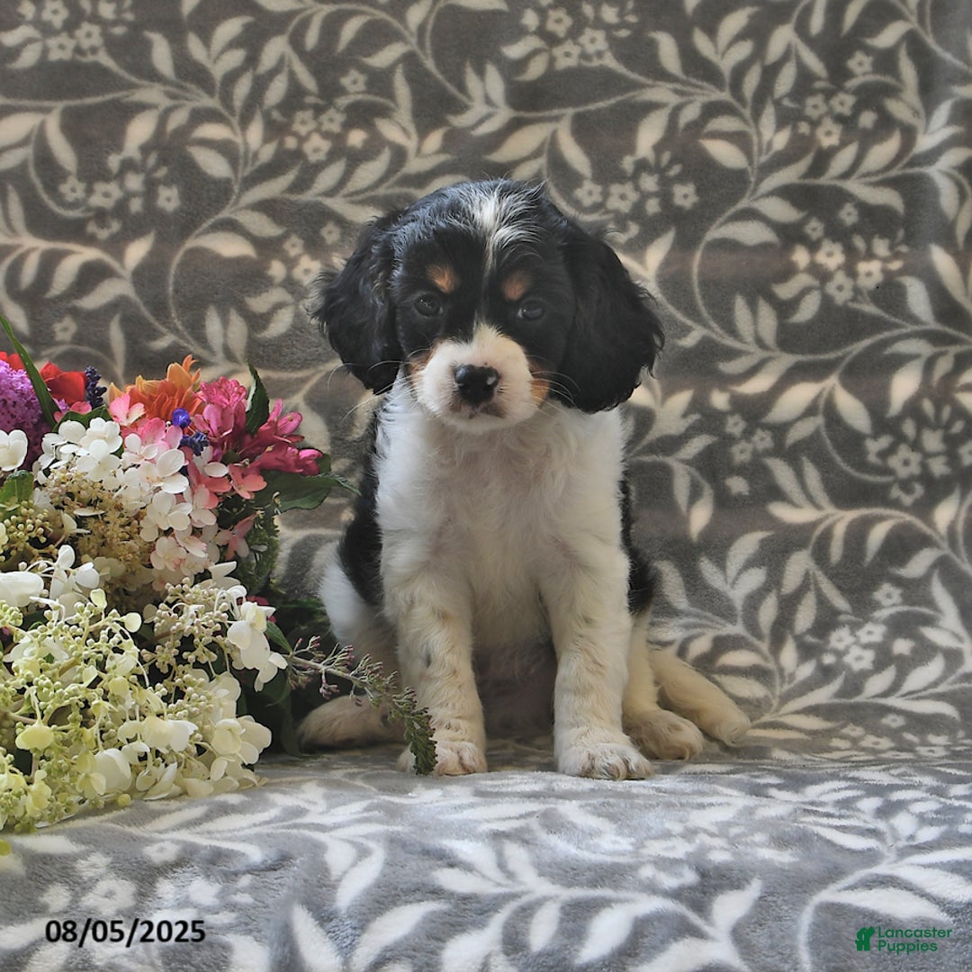Cavapoo dogs for sale: Blazer - Image 3