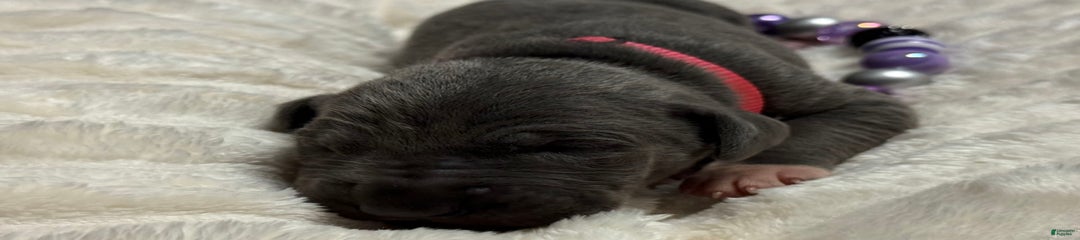 Blue Female Pink Collar