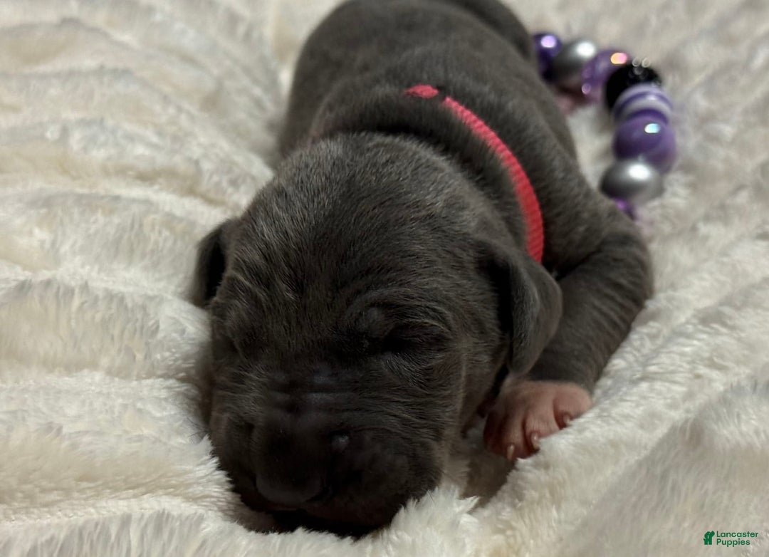 Great Dane dogs for sale: Blue Female Pink Collar - Image 1