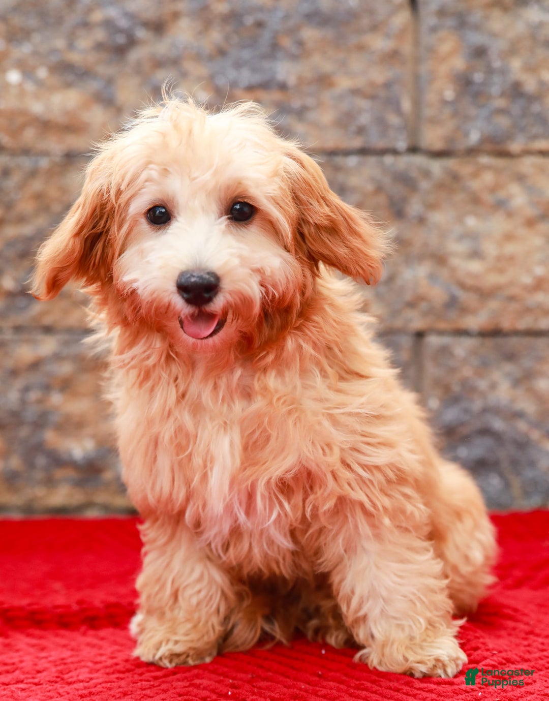 Havapoo dogs for sale: Vinny - Image 5