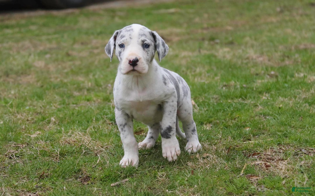 Great Dane dogs for sale: Joujou - Image 13