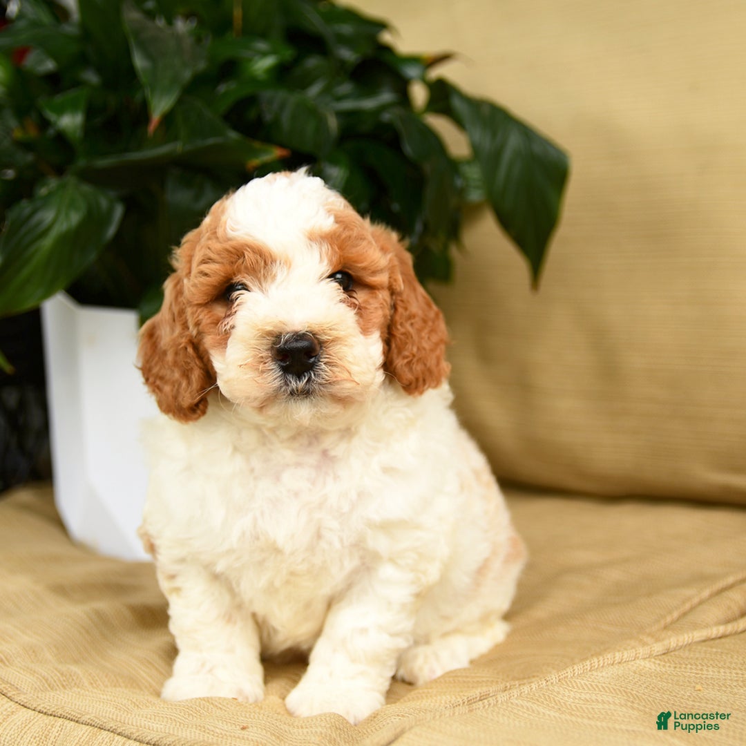 Mini Goldendoodle dogs for sale: Hero - Image 4