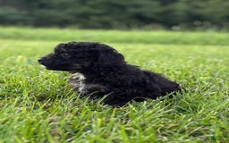 Aussiedoodle dogs for sale: Richie - Image 6