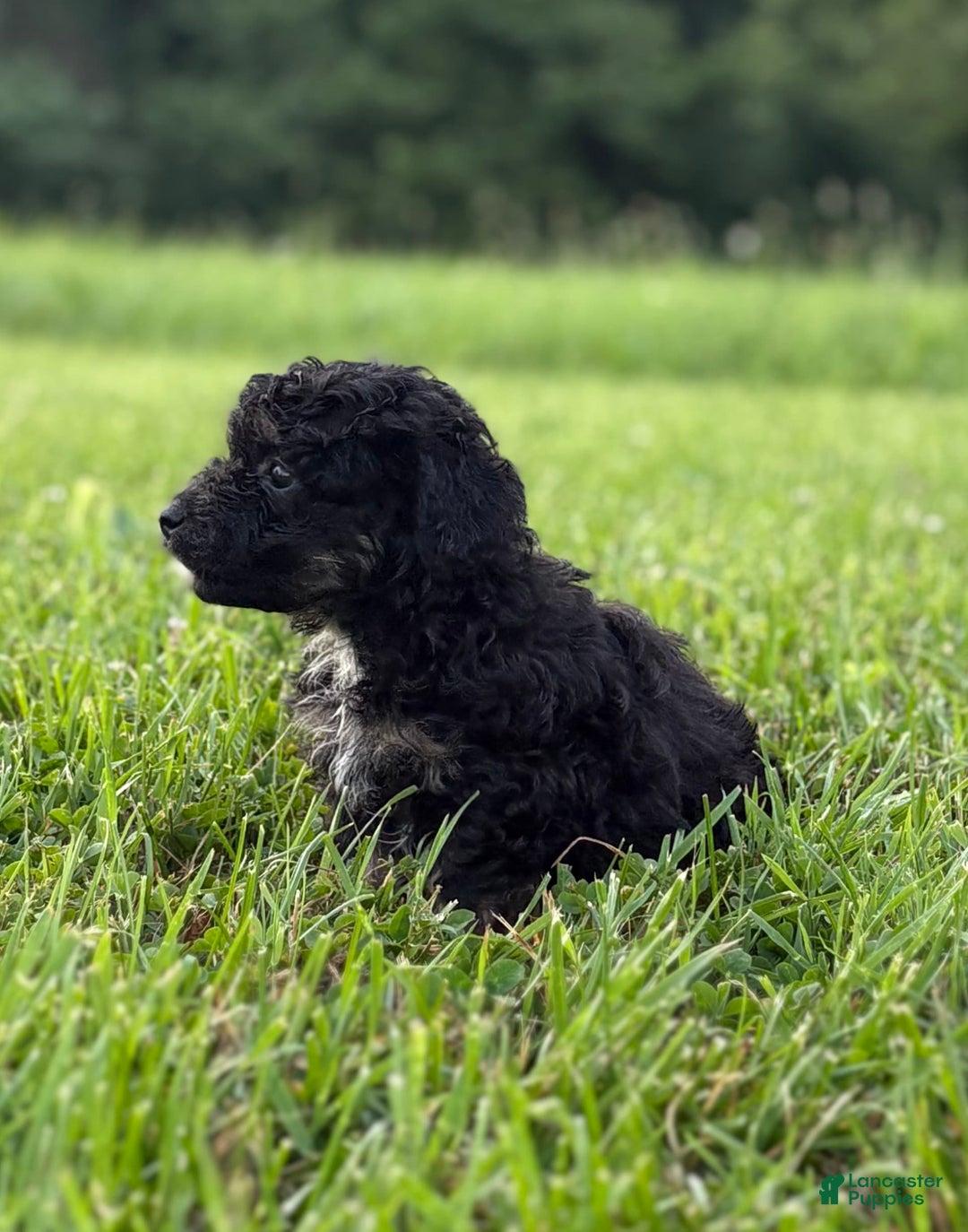 Aussiedoodle dogs for sale: Richie - Image 6