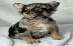 French Bulldog dogs for sale: Kingston - Image 2