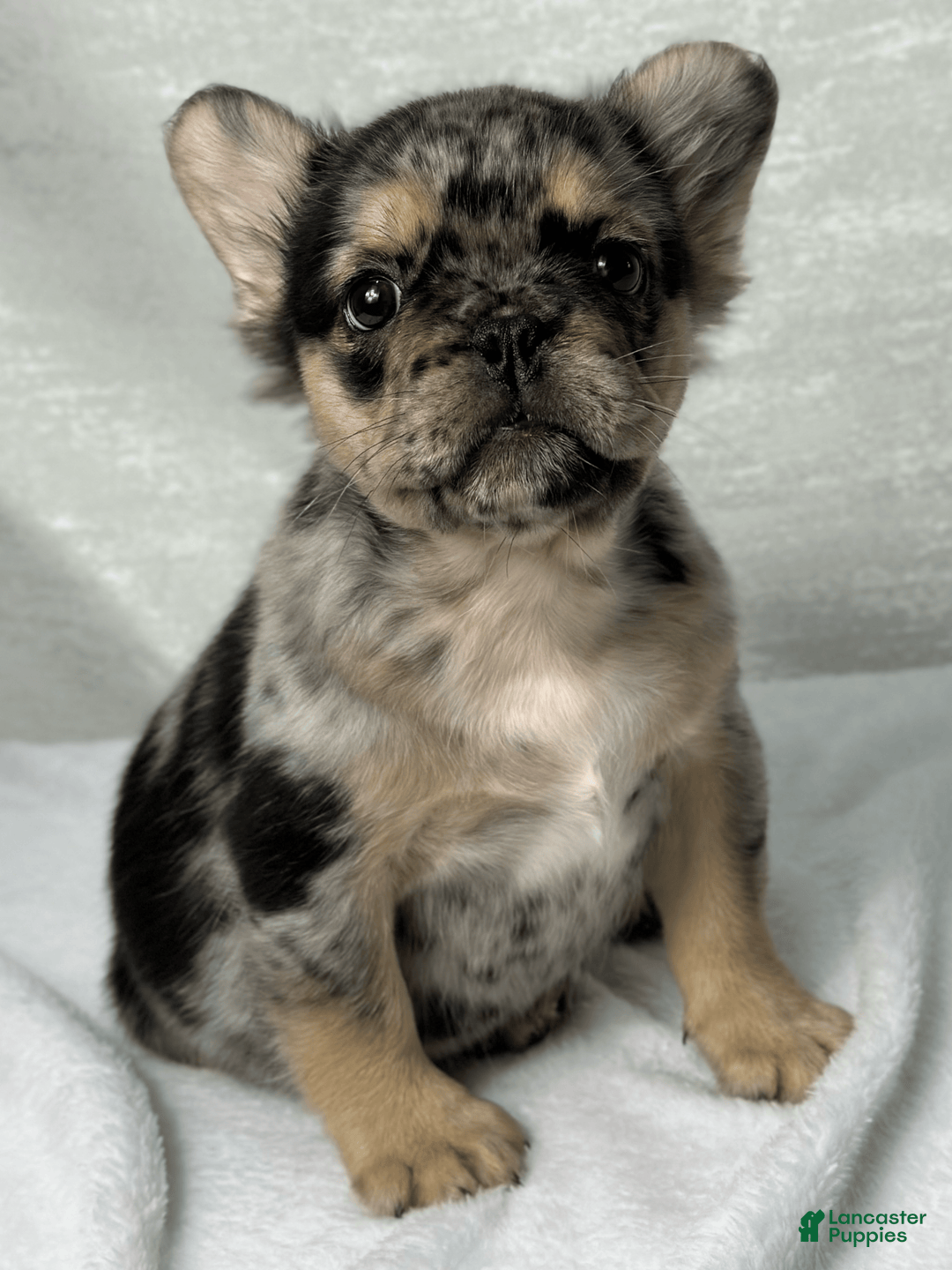 French Bulldog dogs for sale: Kingston - Image 2