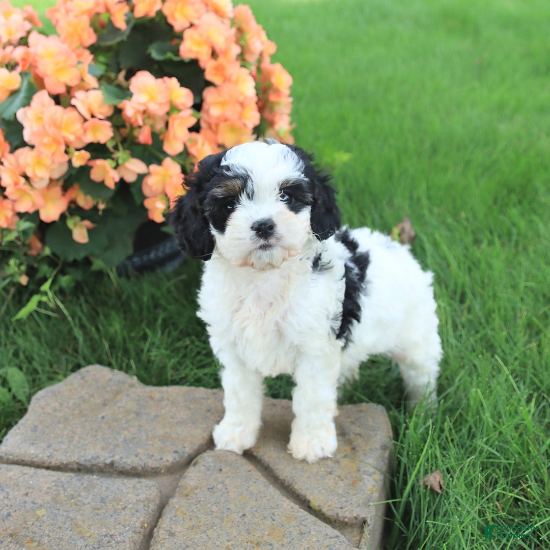 Cavapoo dogs for sale: Candy - Image 5