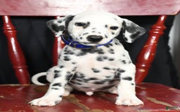 Dalmatian dogs for sale: Pepper - Image 2