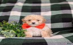 Miniature Poodle dogs for sale: Brock - Image 11