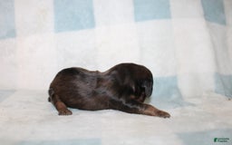 Miniature Dachshund dogs for sale: Milo Mini - Image 1