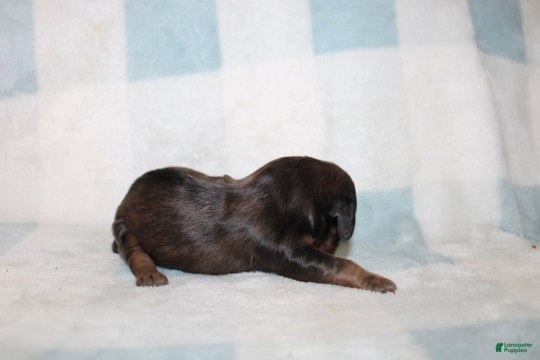 Miniature Dachshund dogs for sale: Milo Mini - Image 1
