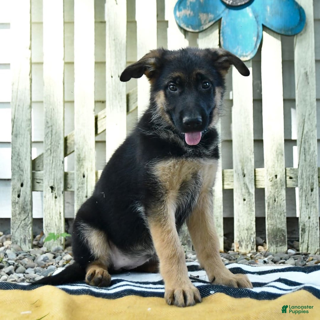 German Shepherd dogs for sale: Meadow - Image 6