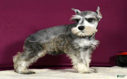 Miniature Schnauzer dogs for sale: Ken - Image 3