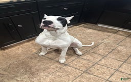 Dogo Argentino dogs for sale: M6 - Image 4