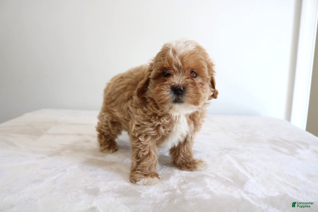 Shihpoo dogs for sale: Linc - Image 5