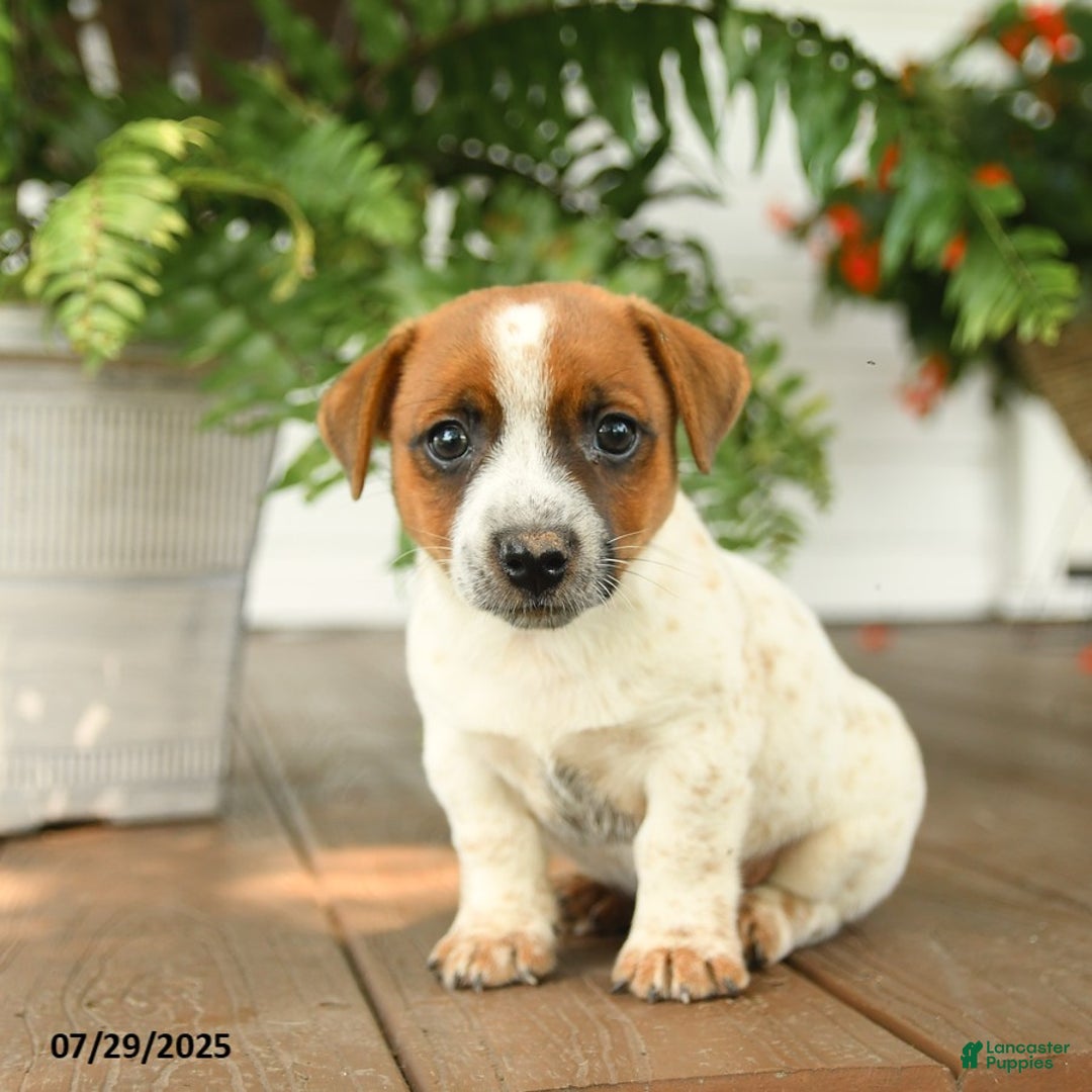 Jack Russell Terrier dogs for sale: Jack Russell Terrier 4 puppies - Image 8
