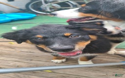 Australian Shepherd dogs for sale: Nubby Fully Vaccinated - Image 11