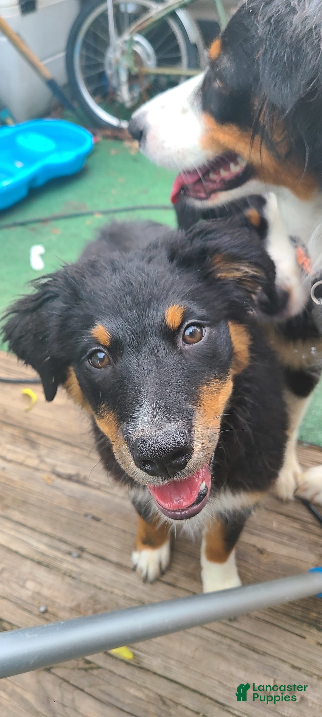 Australian Shepherd dogs for sale: Nubby Fully Vaccinated - Image 11