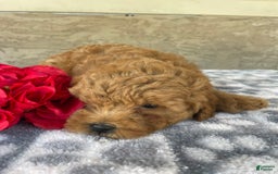Eskipoo dogs for sale: Leo - Image 3