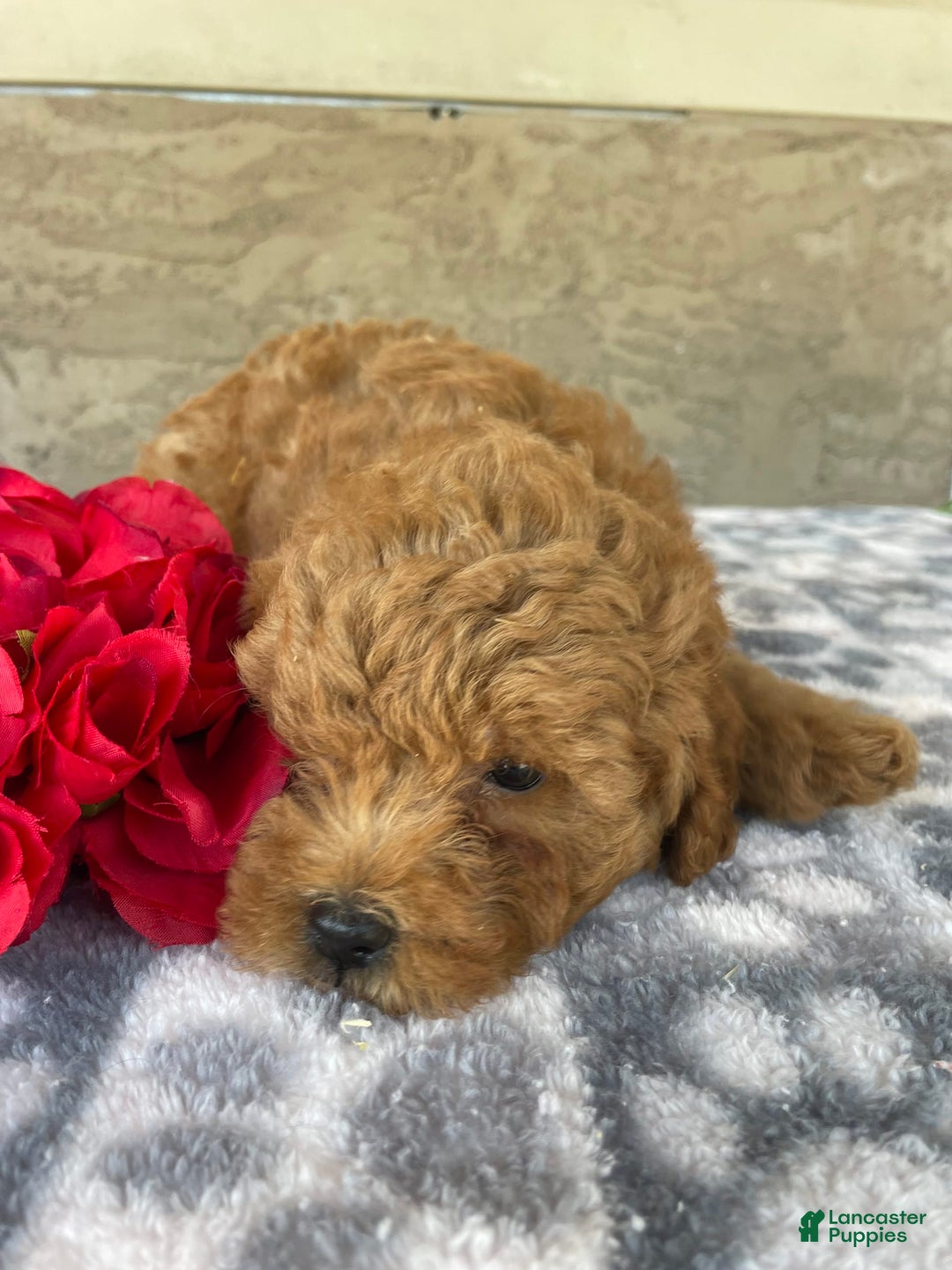 Eskipoo dogs for sale: Leo - Image 3