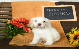 Cocker Spaniel dogs for sale: Pogo - Image 5