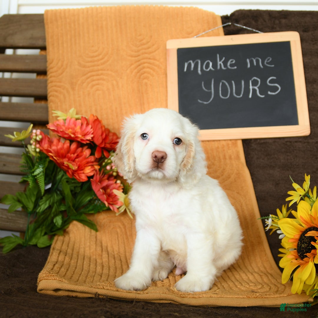 Cocker Spaniel dogs for sale: Pogo - Image 5