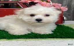 Coton De Tulear dogs for sale: Clyde - Image 3