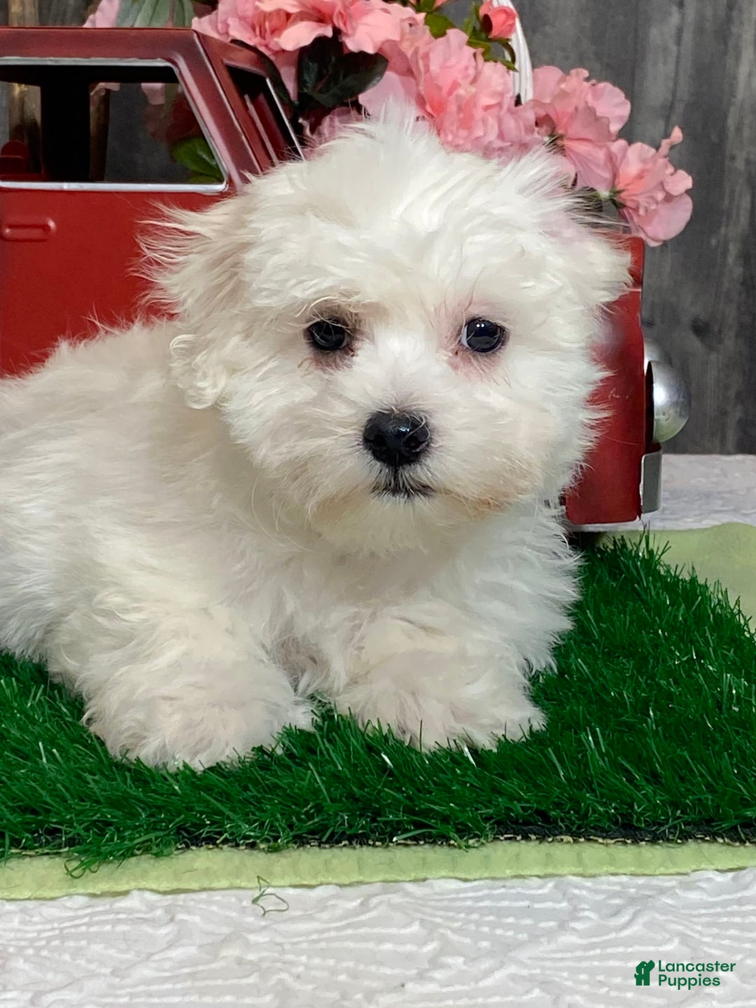 Coton De Tulear dogs for sale: Clyde - Image 3