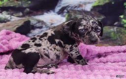 Catahoula Leopard Dog dogs for sale: Luna 2025 Female 1 - Image 7
