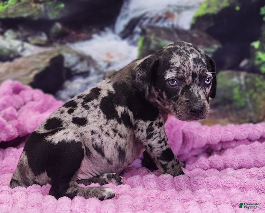 Catahoula Leopard Dog dogs for sale: Luna 2025 Female 1 - Image 7