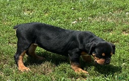 Olde English Bulldogge dogs for sale: Iris - Image 7