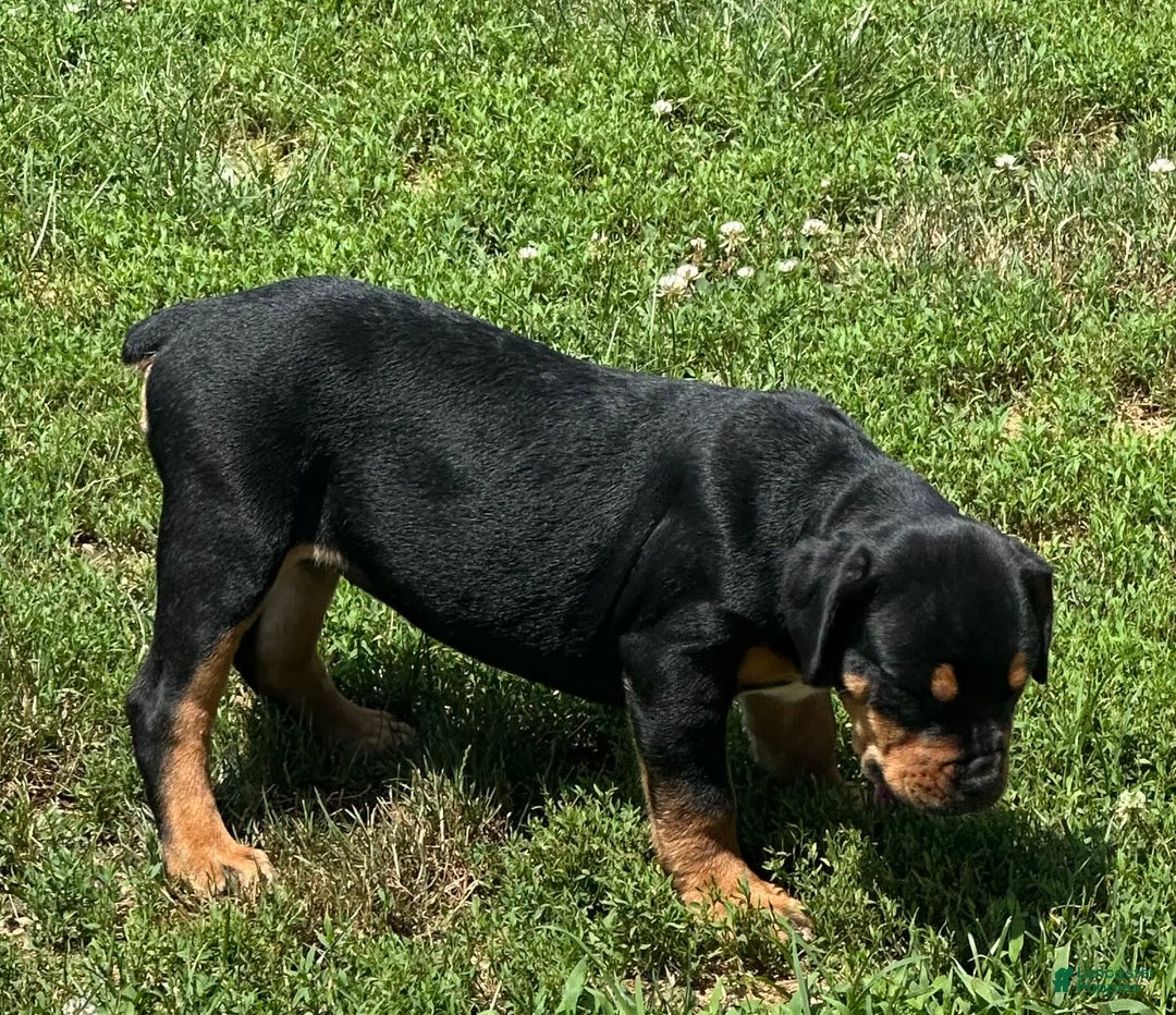 Olde English Bulldogge dogs for sale: Iris - Image 7
