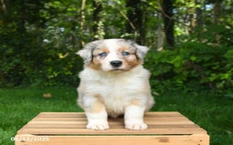 Australian Shepherd dogs for sale: Jasper - Image 4