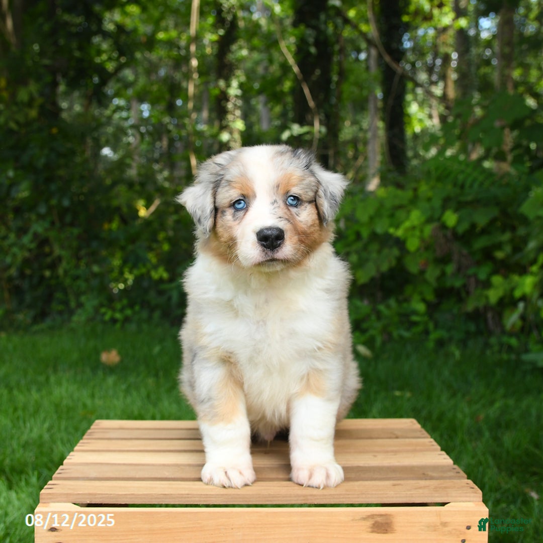 Australian Shepherd dogs for sale: Jasper - Image 4